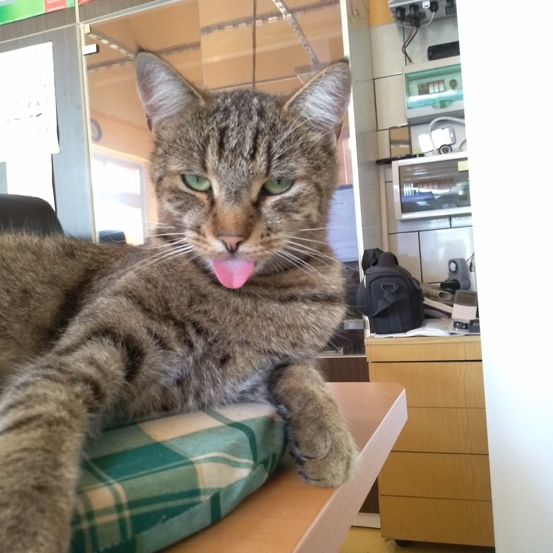 Ress Lee cicus véleménye ...